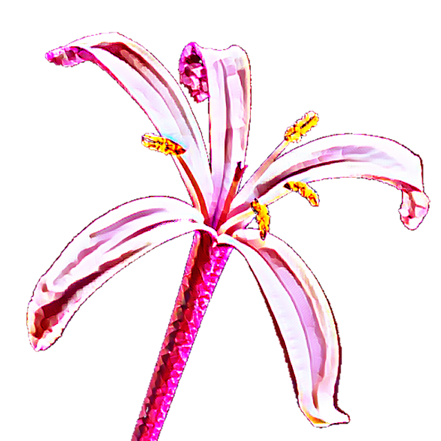 Clip Art: Bright Flower Illustrations on Transparent Backgrounds