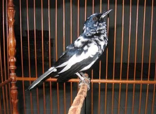 Jenis Burung Kacer Blorok Jenis Burung Kacer Blorok