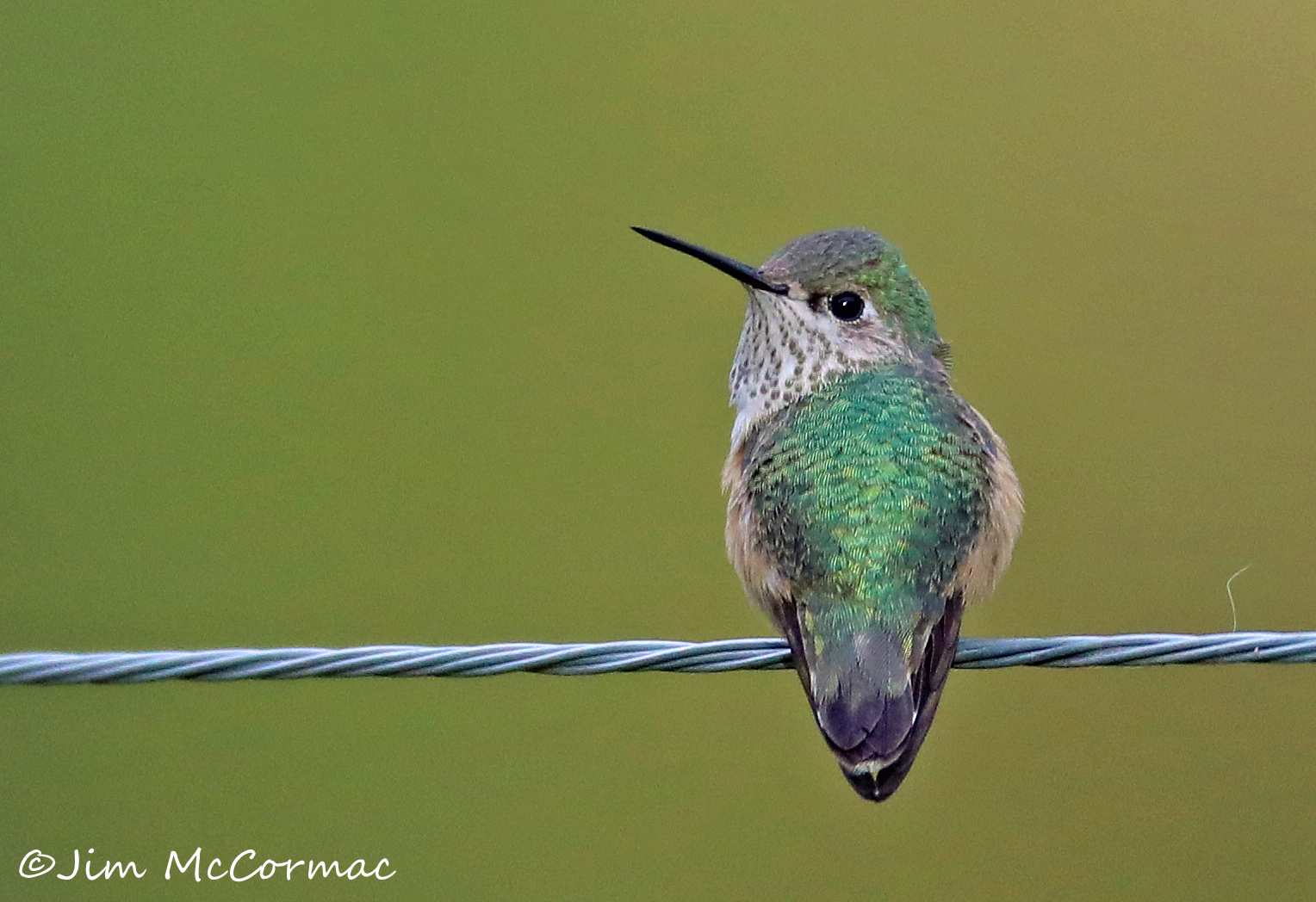 Calliope Hummingbird in central Ohio!