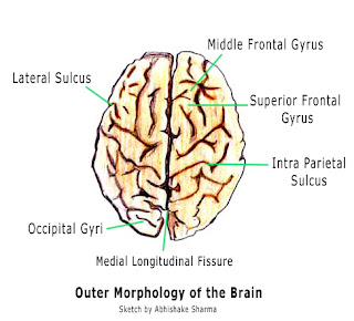 [a&p] Human Anatomy And Physiology Blog: February 2012