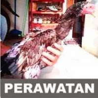 cara merawat ayam bangkok