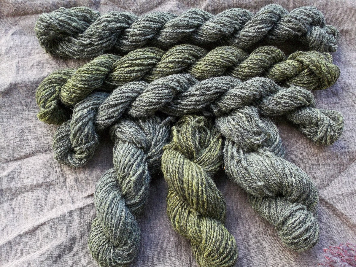 W międzyczasie... Wrzosówka