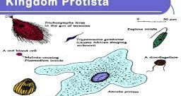 Biologi Asik Perbedaan Protista Hewan Protozoa Protista Tumbuhan Alga Dan Protista Jamur Jamur Lendir Slame Mold