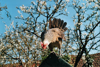 mad broody Broody Ardenner hen wanting in to the chicken coop