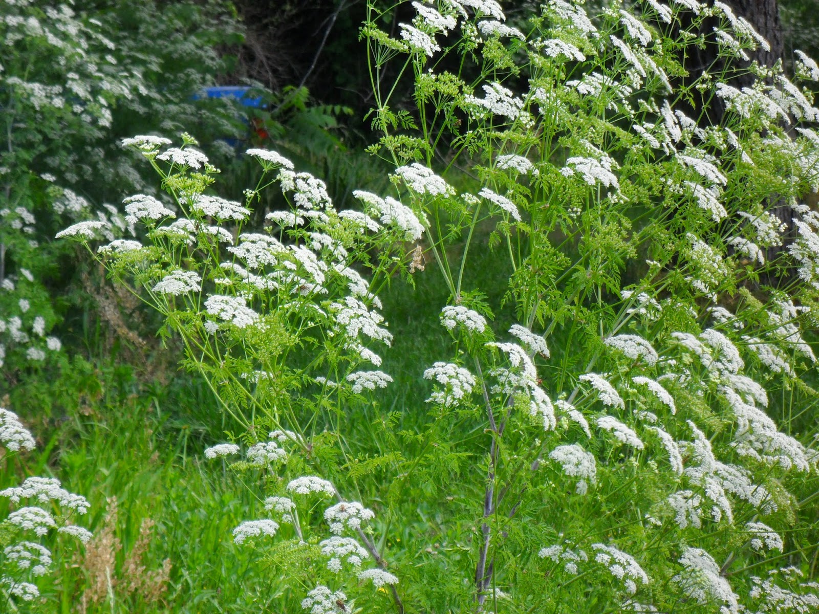Backyard Patch Herbal Blog Angelica Herb of the Week