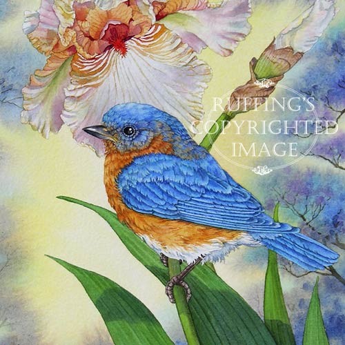 BlueBird and Pink Iris