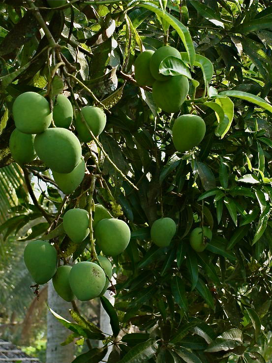 1784 "Indian" Mangoes
