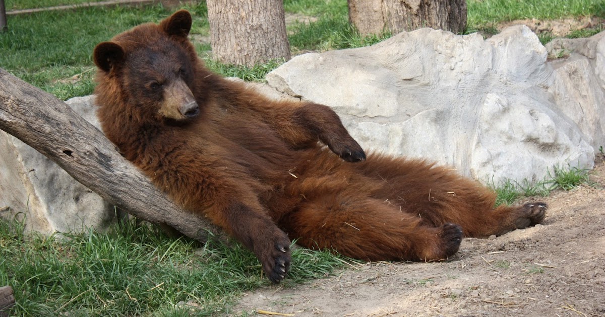 IEAS News: Black Bears vs. Brown Bears...What's the Difference?