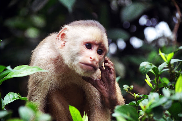 Presentación de los Planes de Acción para la Conservación de Primates en el Ecuador y el Cóndor Andino
