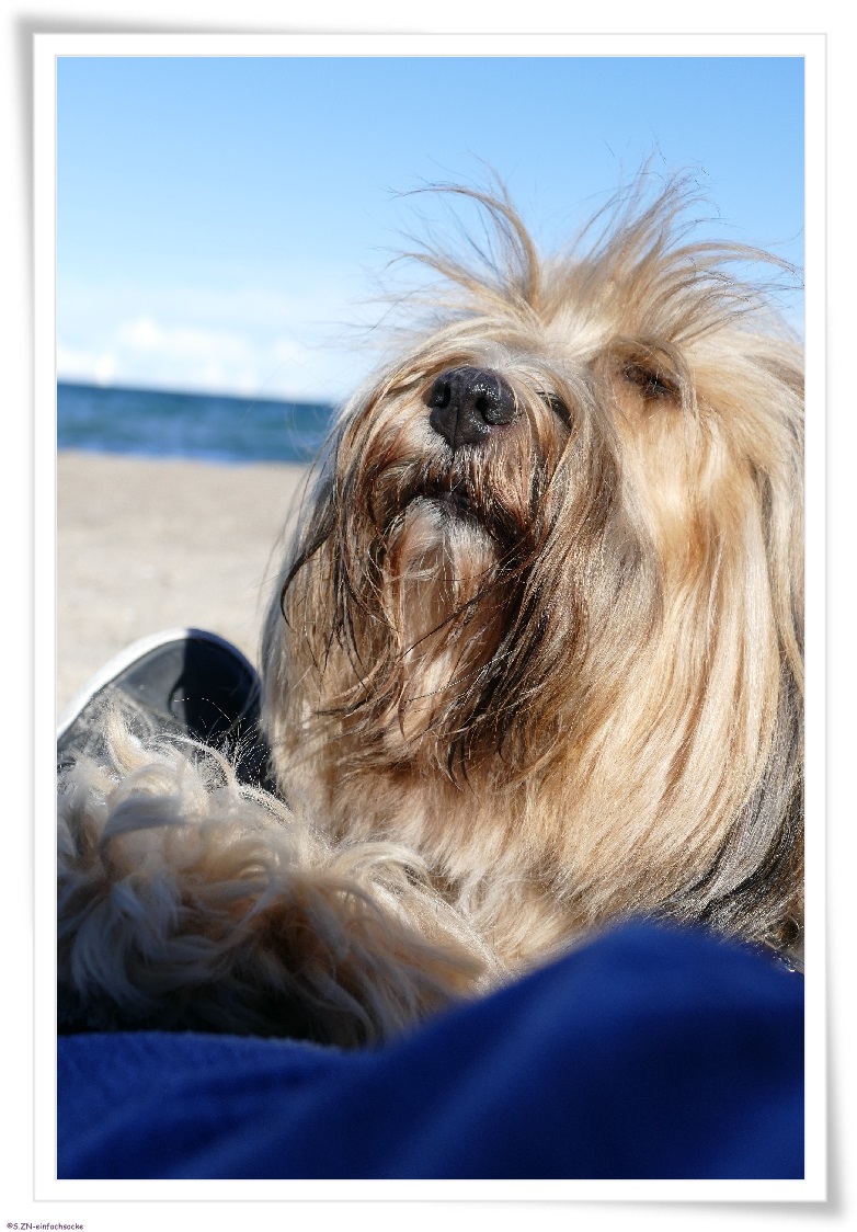 [Hundeblog] Einfach Socke Nein, DAS ist kein Tibet Terrier….