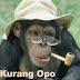 Kumpulan Gambar dan Koleksi Foto lucu Monyet Terbaru