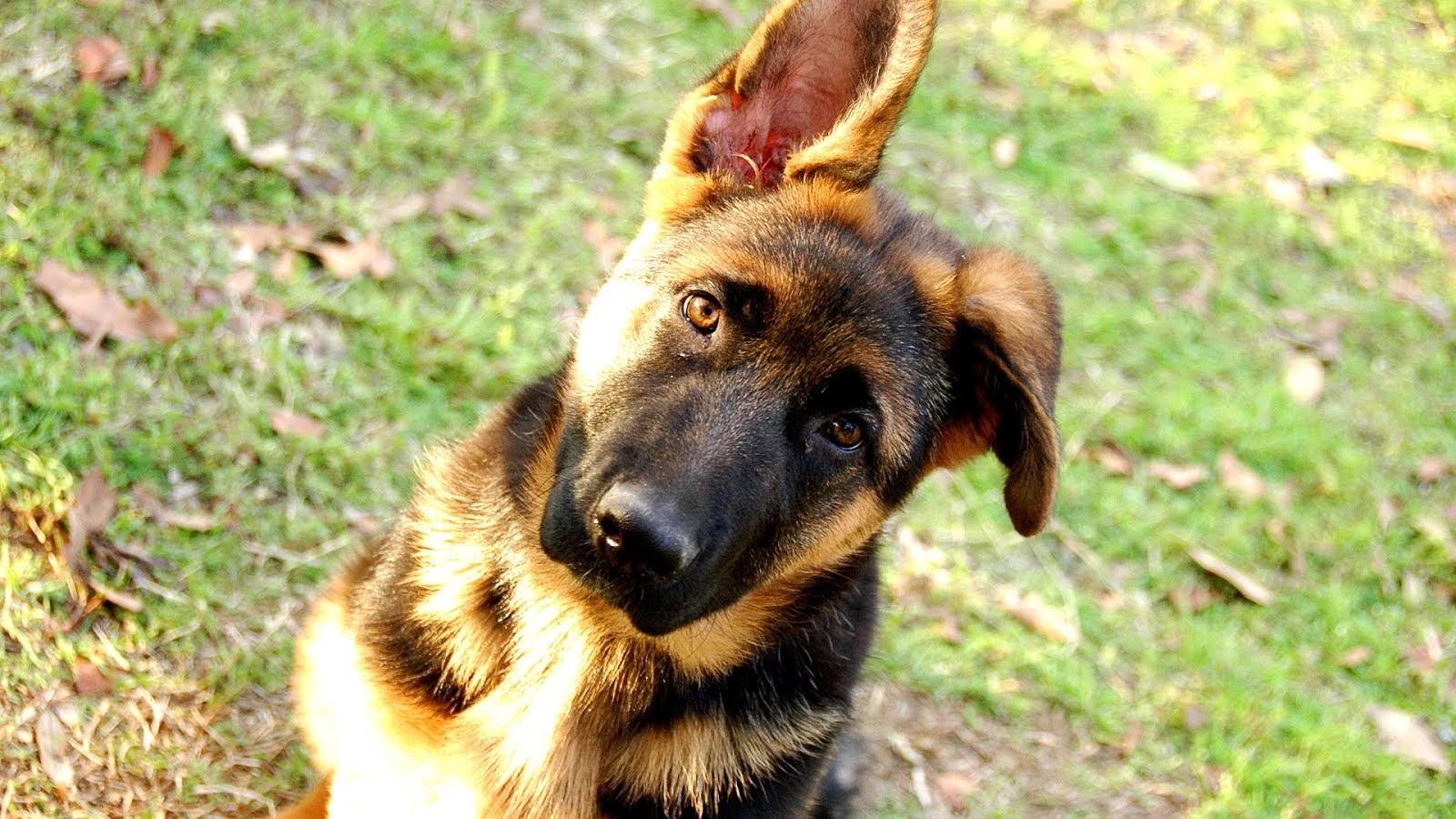 German Shepherd Dog Breeders In Texas, German Choices: German Shepherd Dog ...