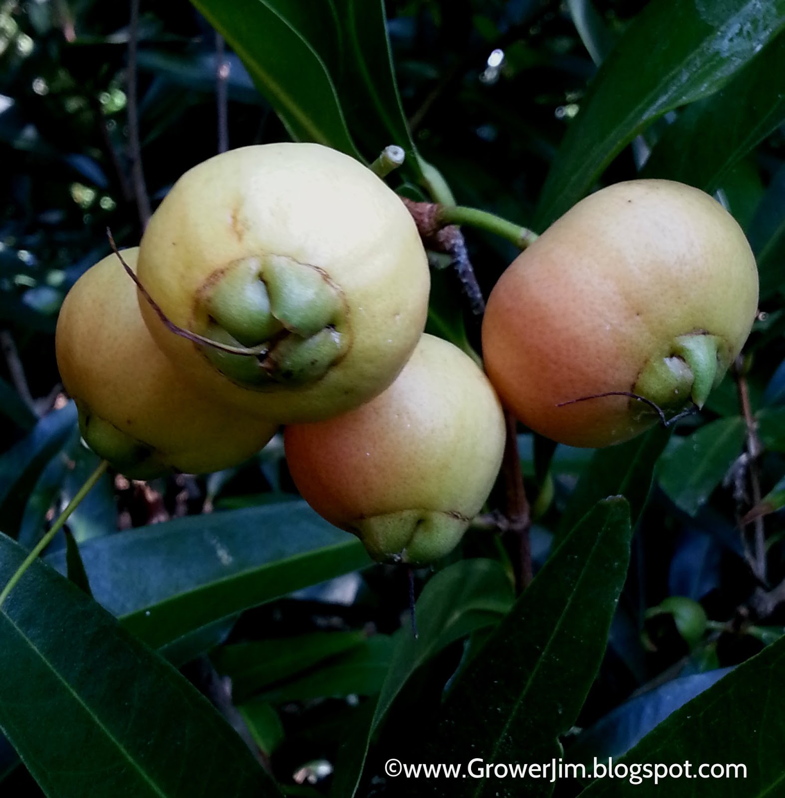 Garden Adventures Rose apple (Syzygium jambos)