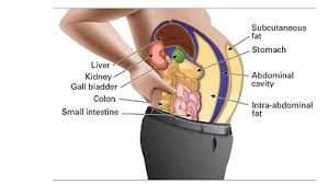 health, fat, overfat health, fat, overfat