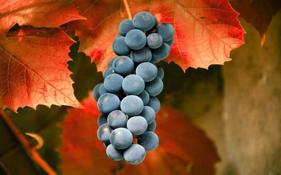 grapes-autumn-macro-leaves