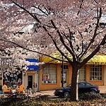 Cherrydale blossoms