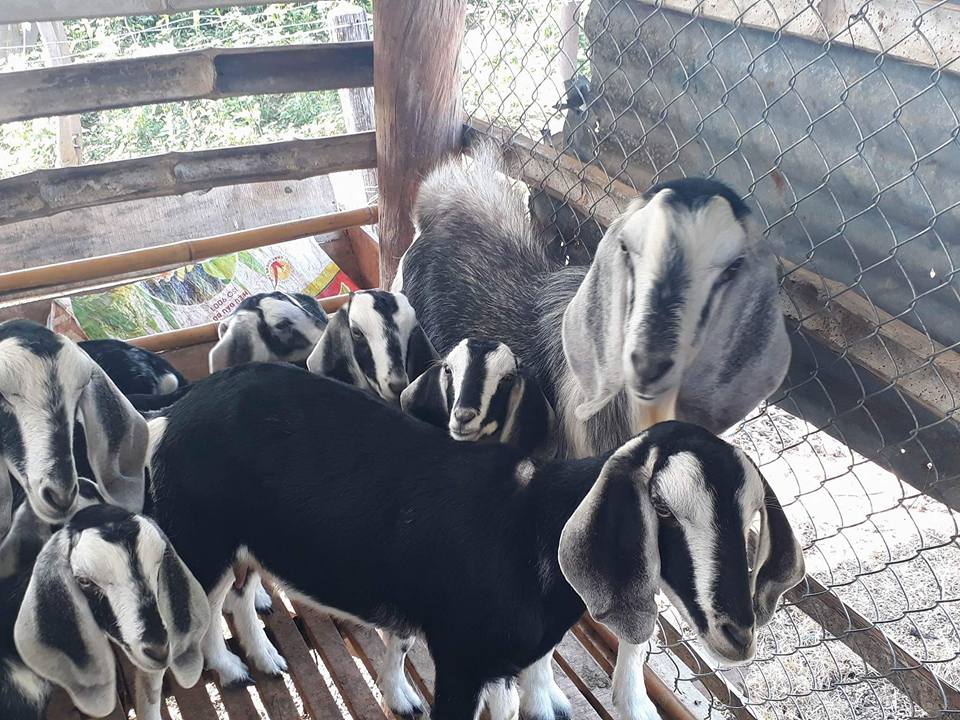 Khởi nghiệp từ mô hình nuôi dê nhốt chuồng  Daklak24h