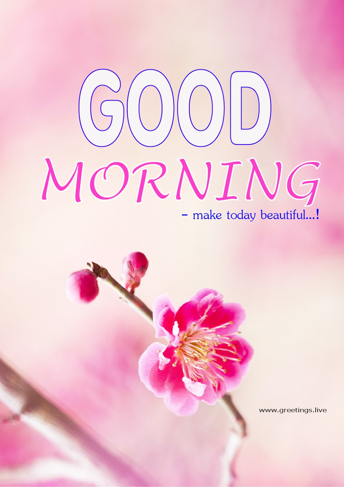 morning greetings daily festival