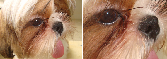 Olho de shih tzu lacrimejando Clearance