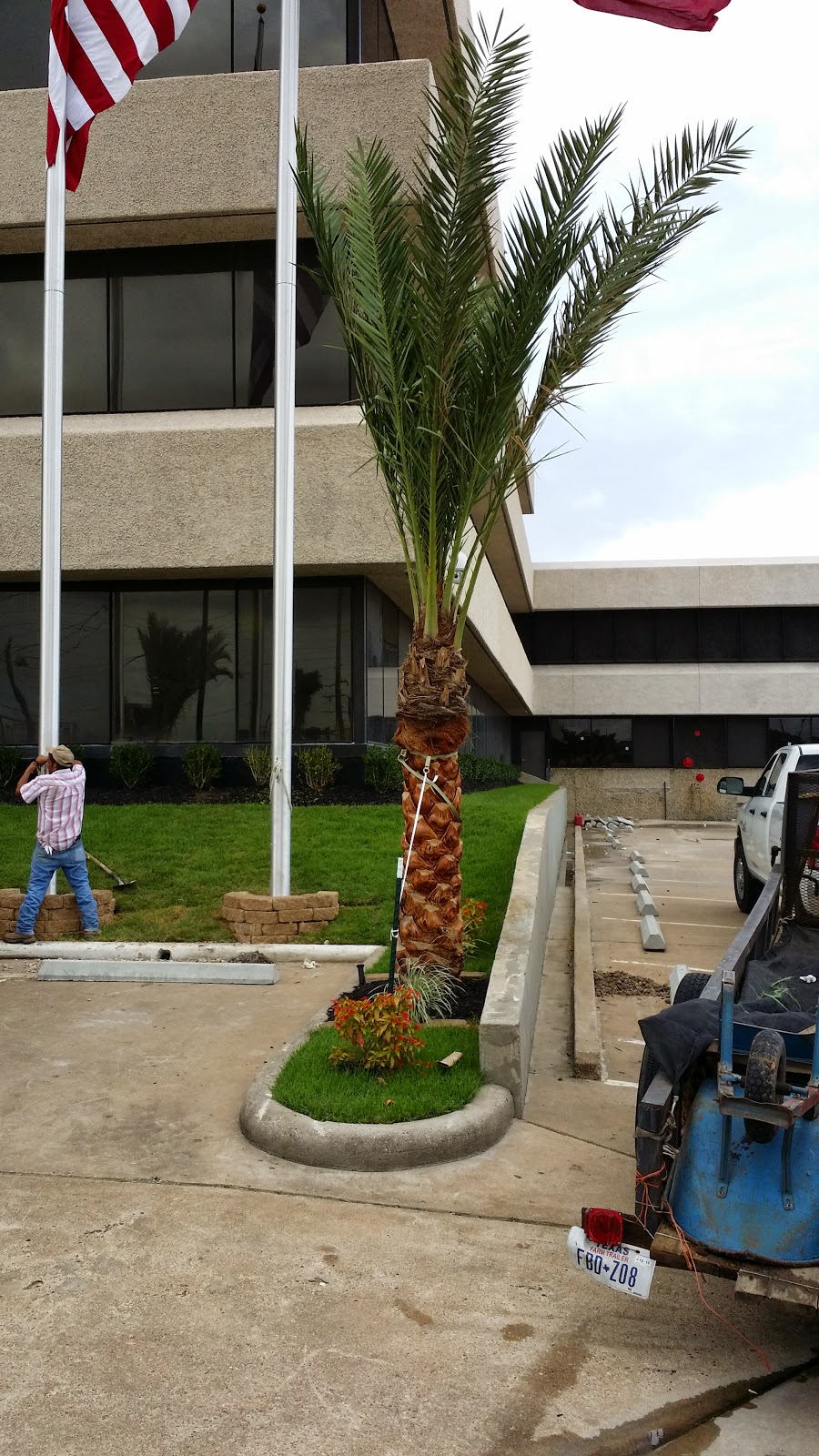 Cold Hardy Palm Trees in Houston Medjool Date Palms Houston TX