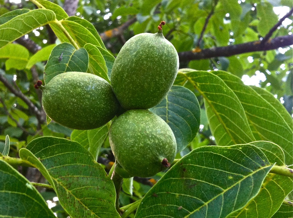 El químico cocinero experimentos en la cocina Licor de nueces verdes