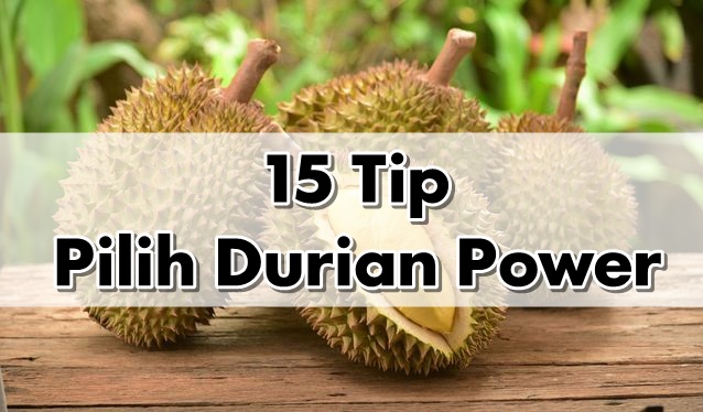 15 Tip Pilih Durian Power