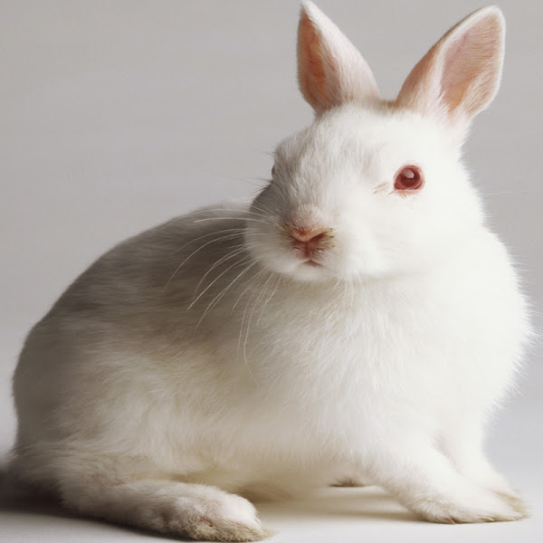 兔子，兔子农业，农业兔，兔品种，兔子饲料，兔子住房，白色兔子，兔图片