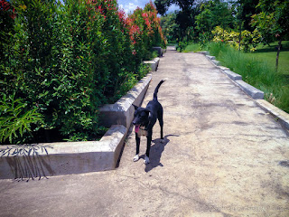 A Black Dog On The Garden Walkway At The Park Bali