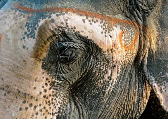 Elefante con vitiligo