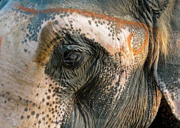 Elefante con vitiligo Elefante con vitiligo