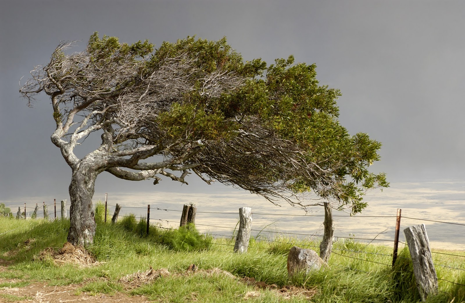 Как называется очень сильный ветер ломающий деревья. Сильный ветер. Дерево под ветром. Ива желтая сахалинская. Как называется очень сильный ветер ломающий деревья.