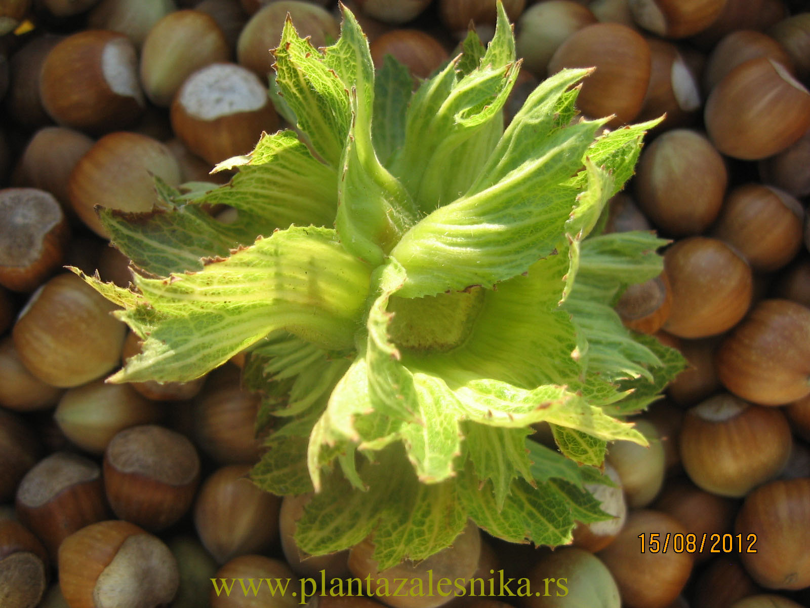 HAZELNUT plantations Globose varieties of hazelnut