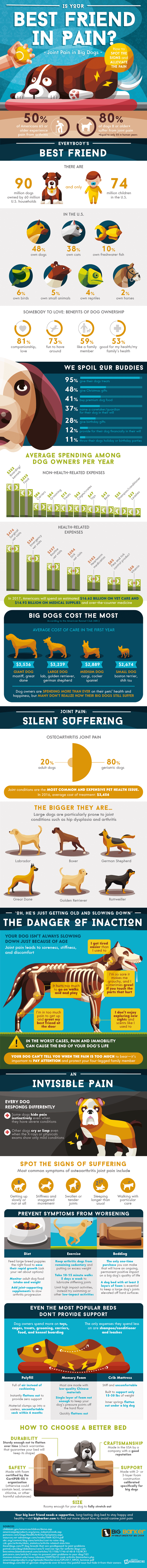 Is Your Best Friend In Pain? #Infographic #Animal #Dogs #Pets Is Your Best Friend In Pain?