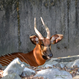 Amazing Wild Animals: Bongo Antelope