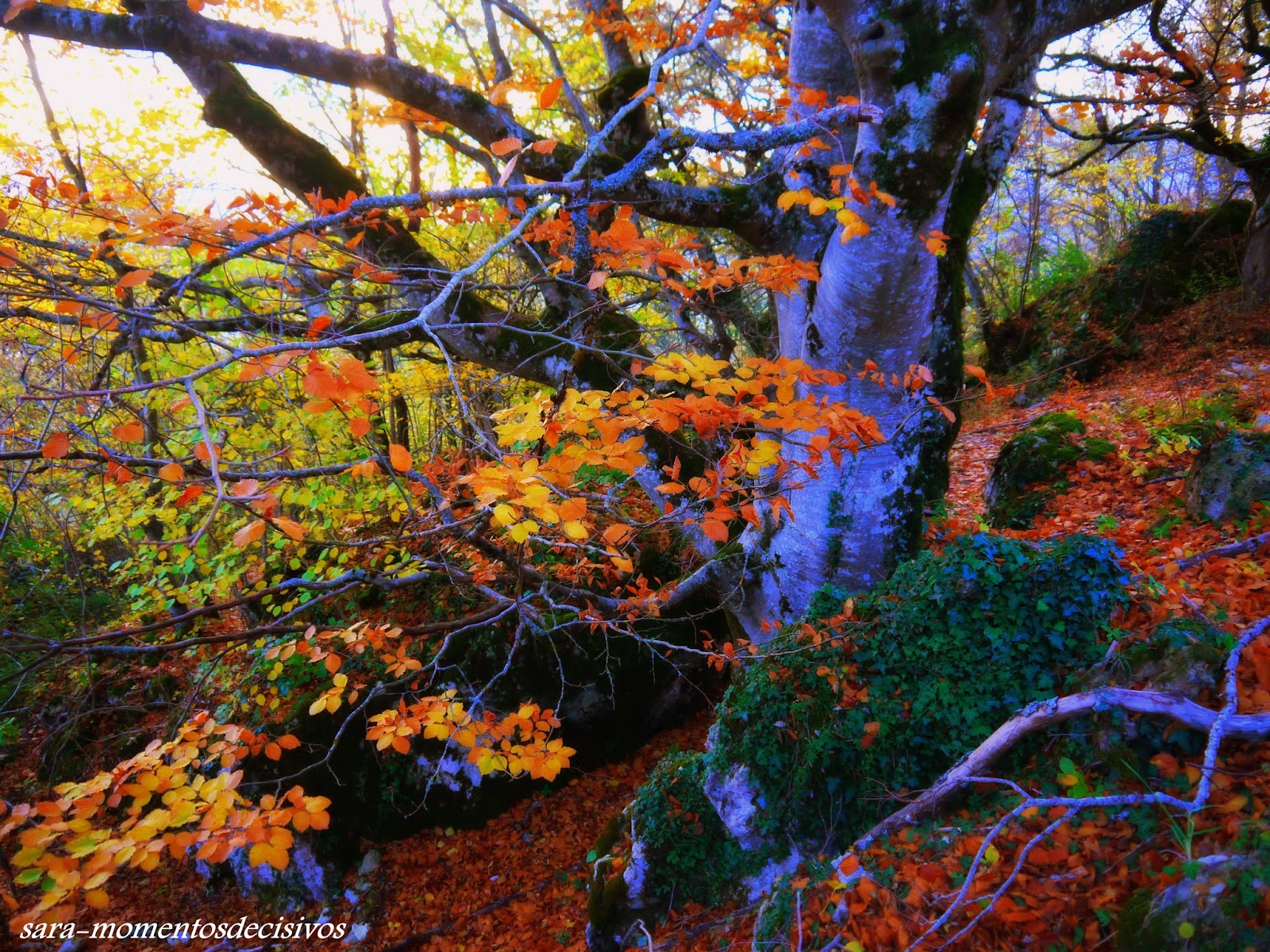 MOMENTOS DECISIVOS BOSQUE ENCANTADO DE ARTEA EN LARRAONA