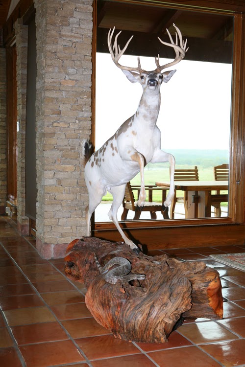 Custom Juniper Log Furniture & Taxidermy Pedestals Testimonials