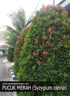 Klasifikasi dan Morfologi dari Pucuk Merah (Syzygium oleana)
