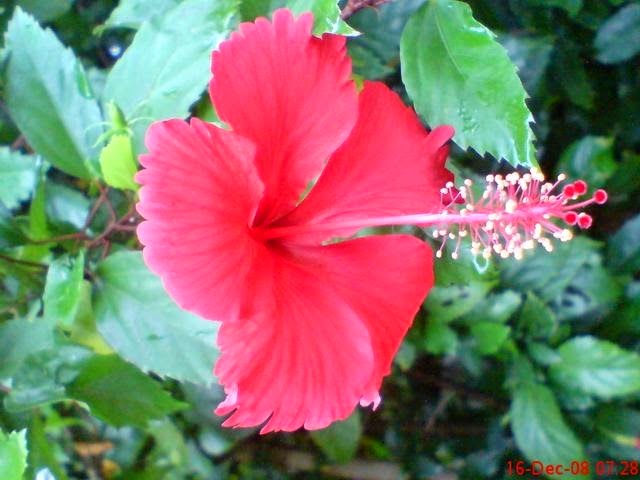 Bunga Kembang Sepatu