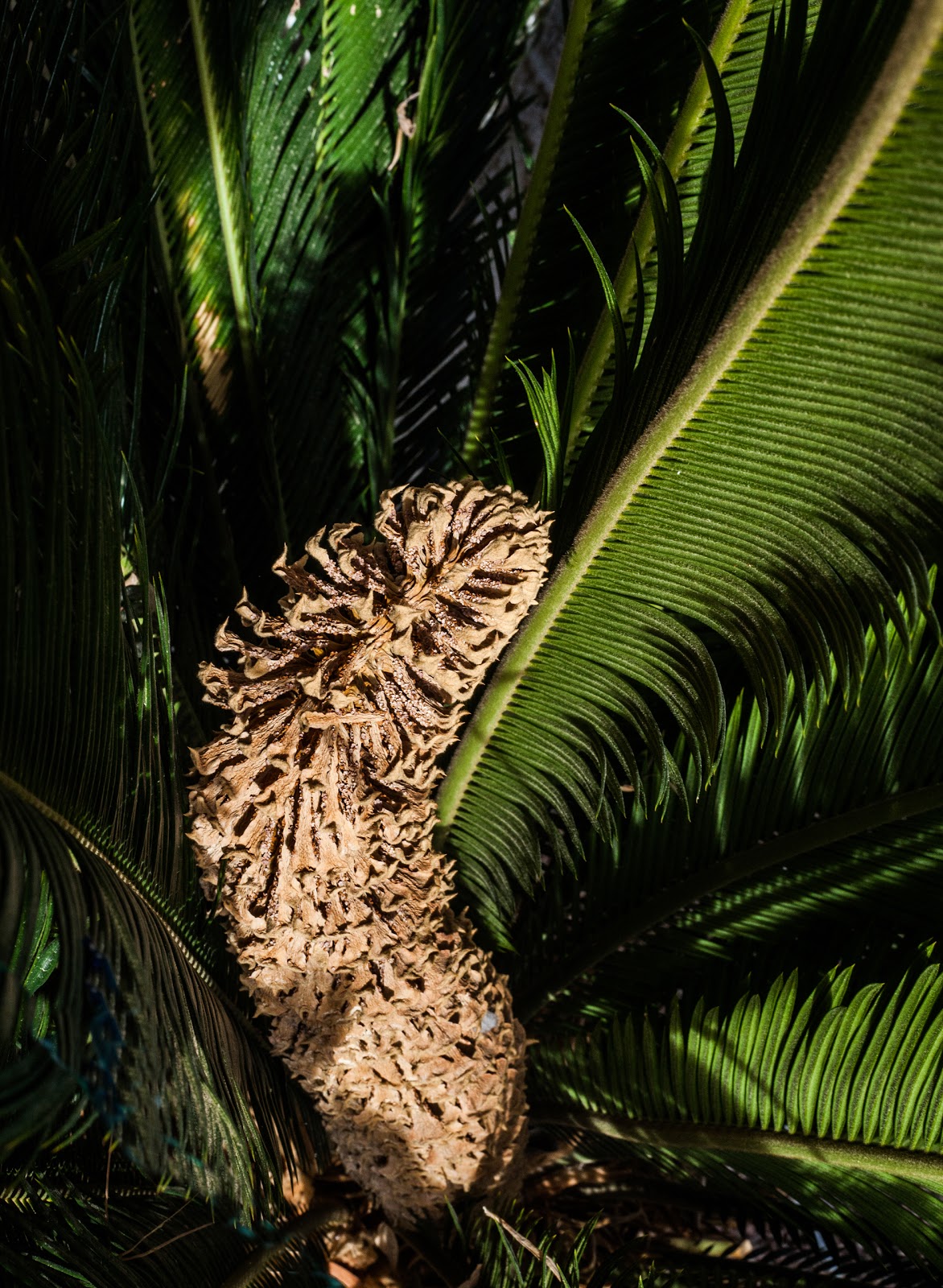 Walking Arizona Palm Heart