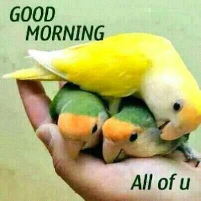 Good Morning shayari