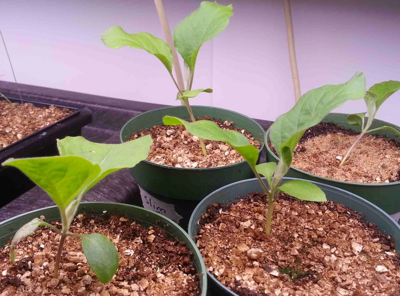 The Gardening Me End of Season Review Eggplants