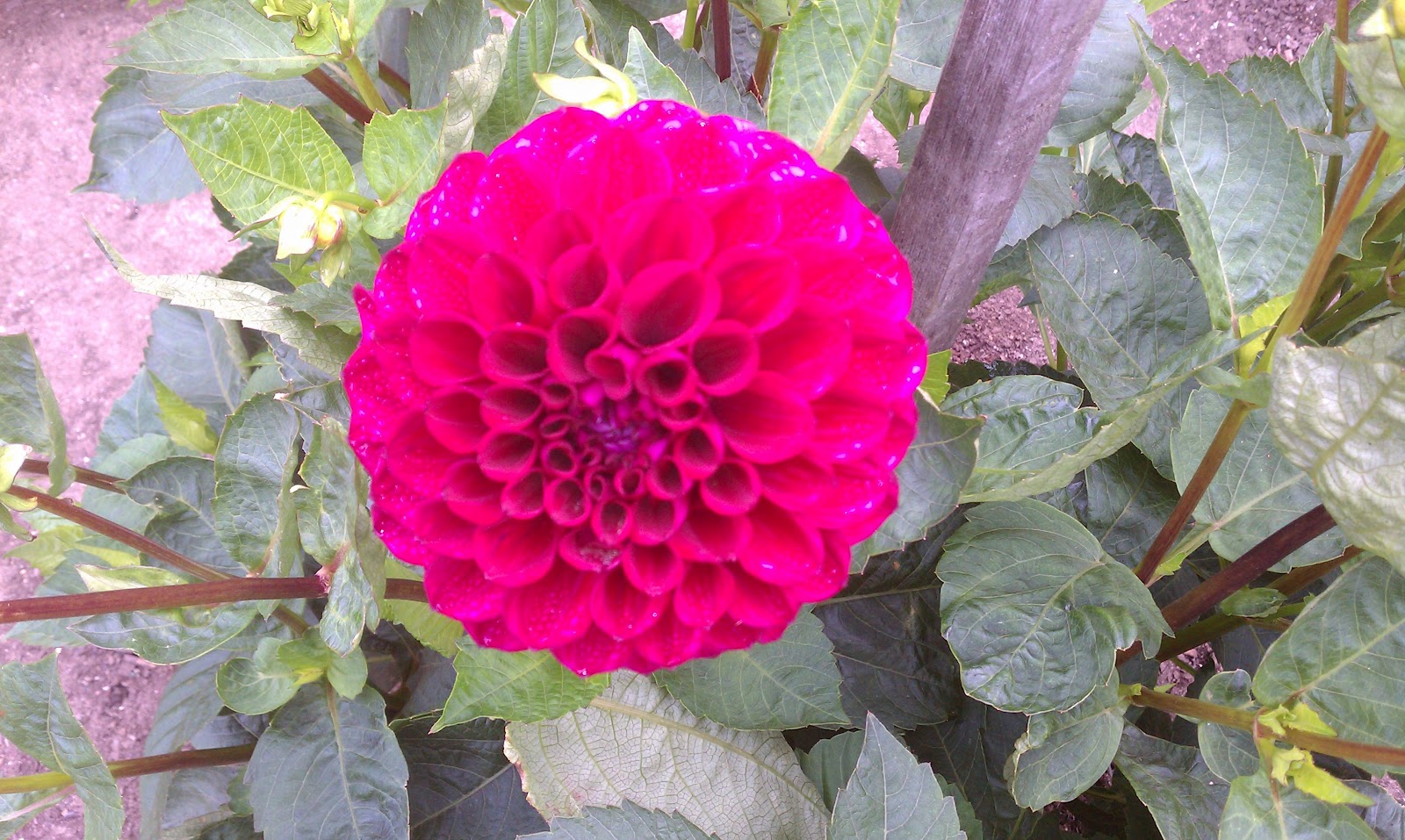 Hoogasian Flowers It's Dahlia Season (all photos in this post taken at