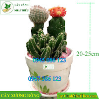 Cây xương rồng tiểu cảnh 150k