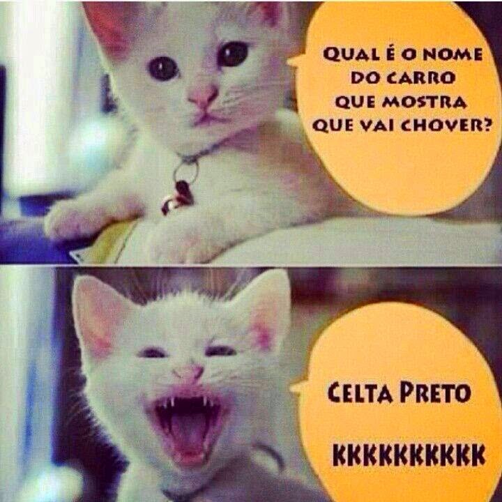 piadas do gatinho Piadas do Gatinho q fofo