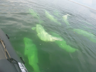 Beluga whales in Hudson Bay