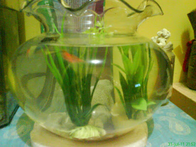 akuarium kecil