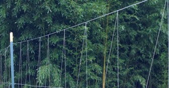 Grow It Eat Fishing Line Deer Fence Update Fishing Line Deer Fence Update, Fishing Line Fence To Keep Deer Out Of Garden