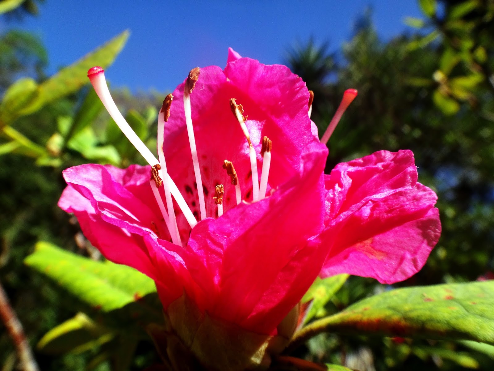 Uma flor por dia: Azaleia-arbórea