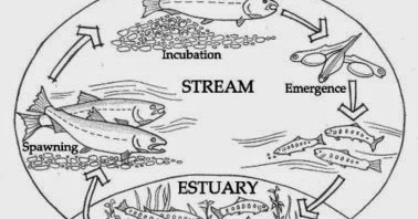 Lamprey Hunter: What are Migratory Fishes?