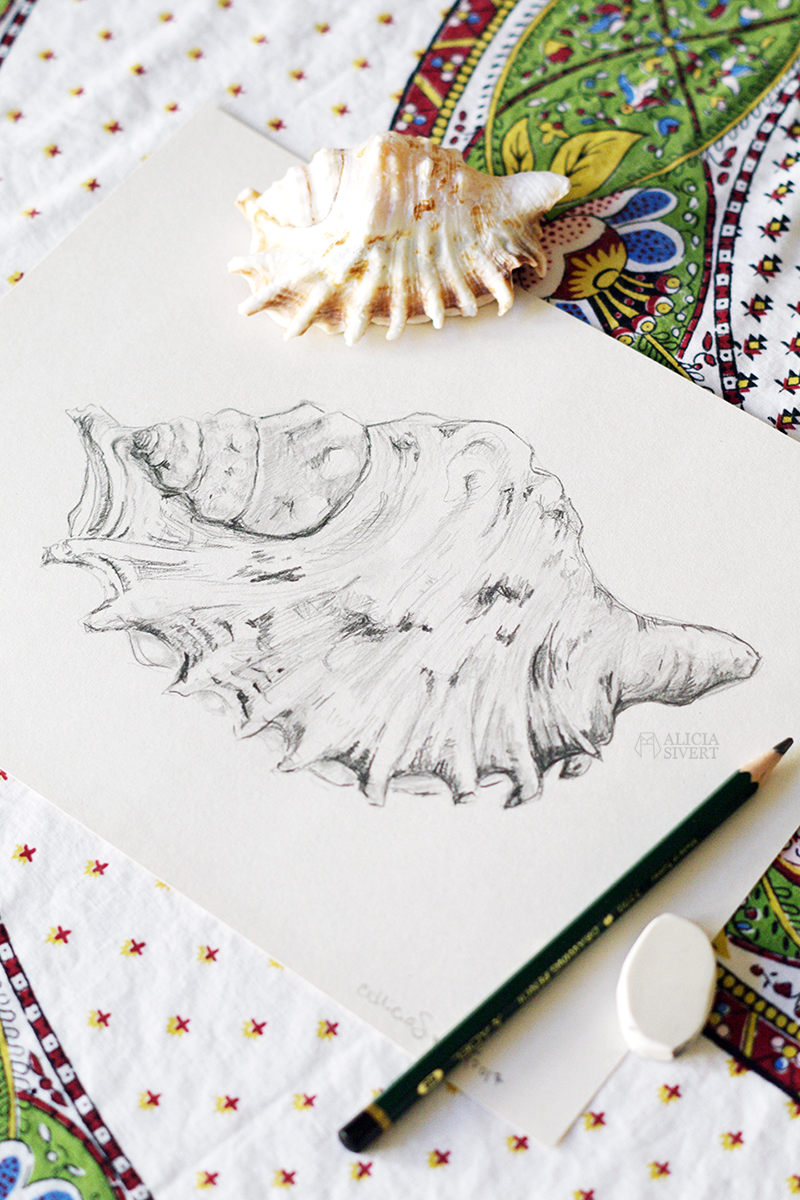 Shell drawing, by Alicia Sivertsson. aliciasivert alicia sivert sivertsson art konst skapande kreativitet teckning skiss drawing sketch snäcka shell snäckor shells blyerts grafit